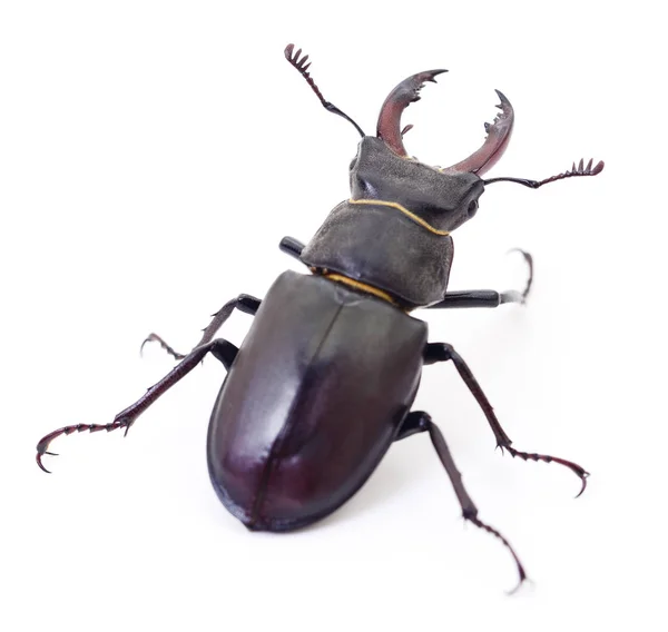 Czarny stag beetle. — Zdjęcie stockowe
