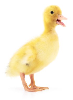 iki sarı ördek yavrusu.