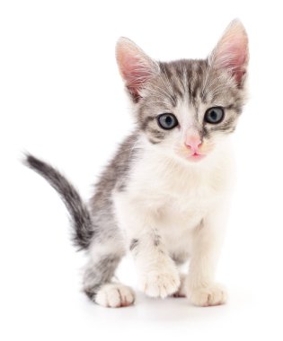 küçük gri kedicik.