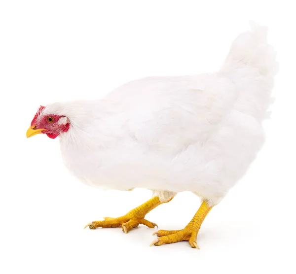 White hen isolated. — Stock Photo, Image