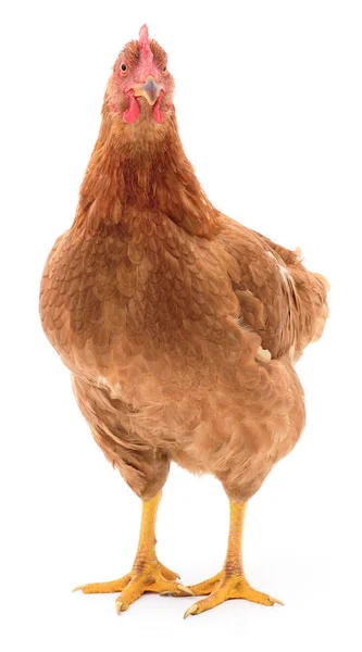 Brown hen isolated. — Stock Photo, Image