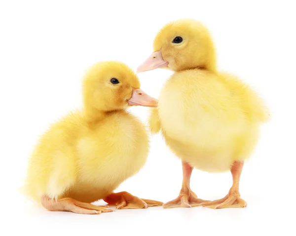 Dos patitos amarillos . — Foto de Stock