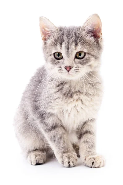 Liten grå kattunge. — Stockfoto