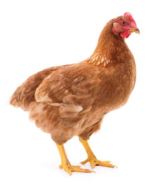 izole kahverengi tavuk.