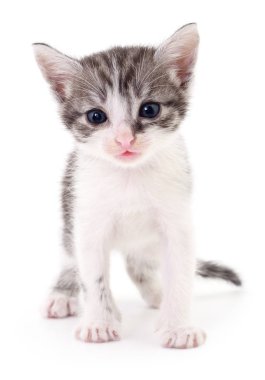 küçük gri kedicik.