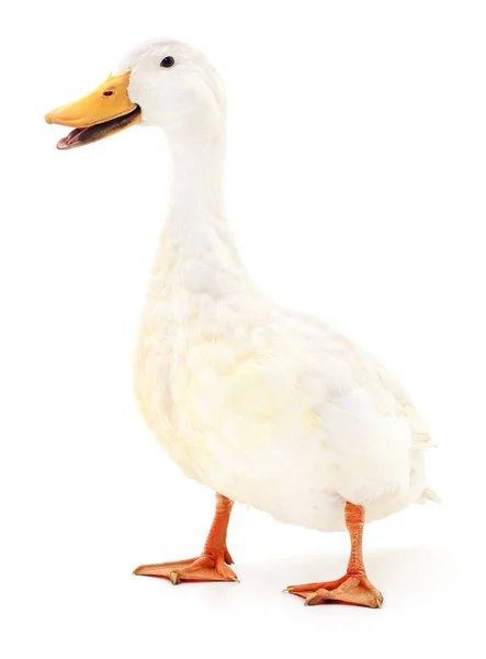Duck on white. — Stockfoto
