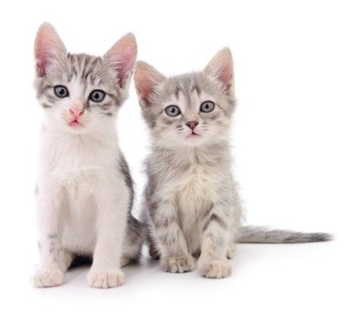 iki küçük yavru kedi.