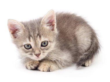 küçük gri kedicik.