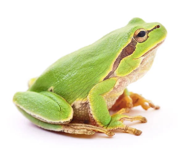 Grüner Frosch isoliert. — Stockfoto