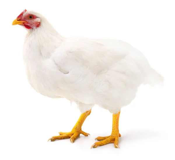 White hen isolated. — Stock Photo, Image