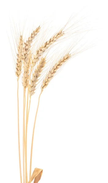 Buğday kulakları. — Stok fotoğraf