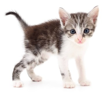 Beyaz zemin üzerinde kedi yavrusu.