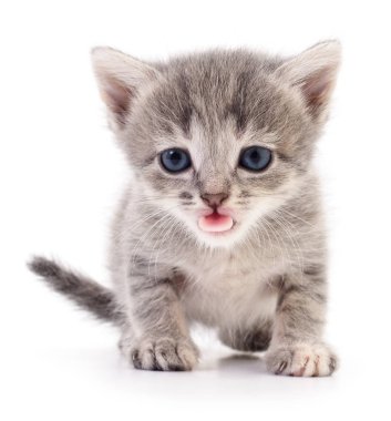 Beyaz zemin üzerinde kedi yavrusu.