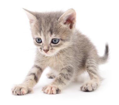 Beyaz zemin üzerinde kedi yavrusu.