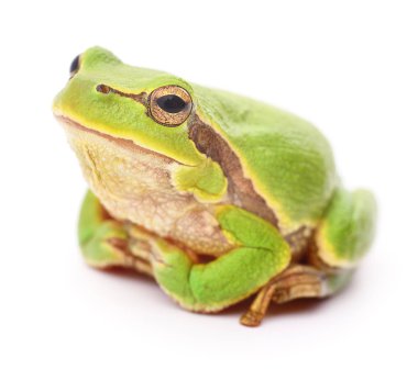 yeşil kurbağa izole.