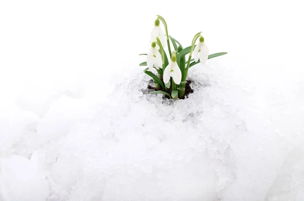 雪花莲和雪. — 图库照片