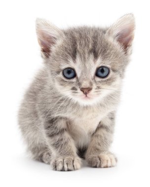 küçük gri kedicik.