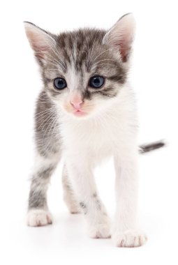 Beyaz zemin üzerinde kedi yavrusu.