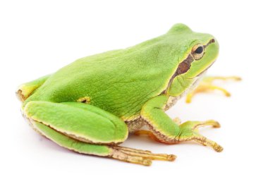 yeşil kurbağa izole.