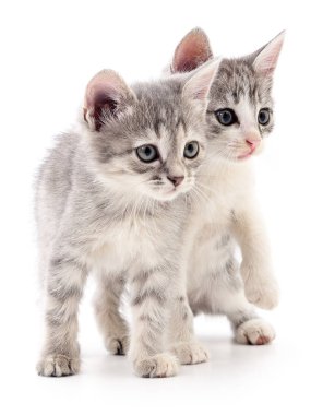 iki küçük yavru kedi.