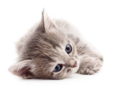 küçük gri kedicik.