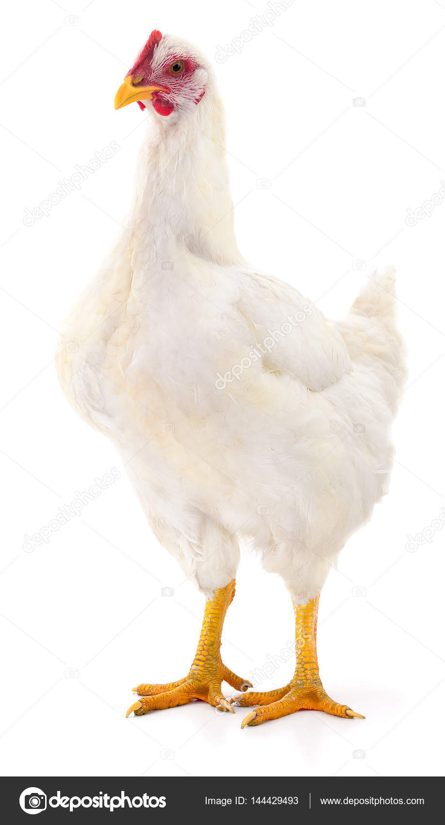 White hen isolated. Stock Photo by ©Olhastock 144429493