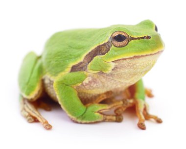 yeşil kurbağa izole.