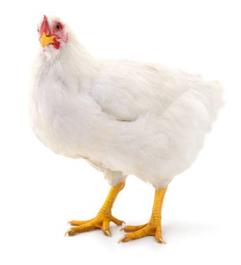 Beyaz tavuk izole.