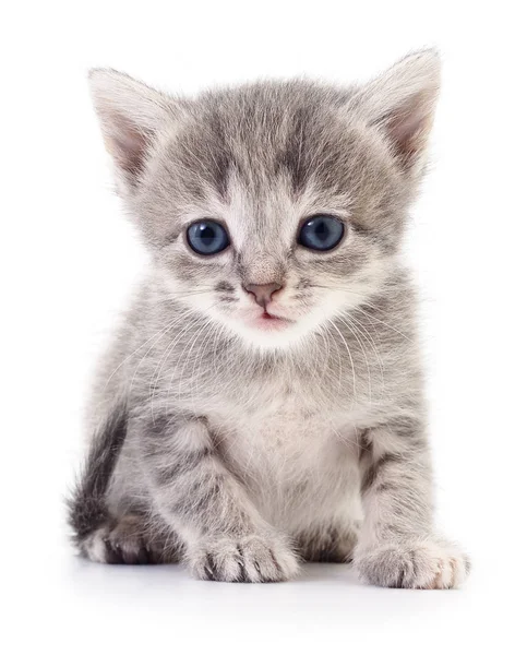 Small gray kitten. — Stock Photo, Image