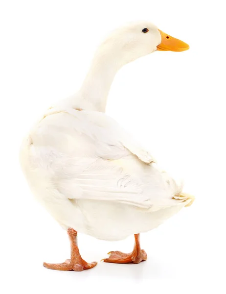 Duck on white. — Stok fotoğraf