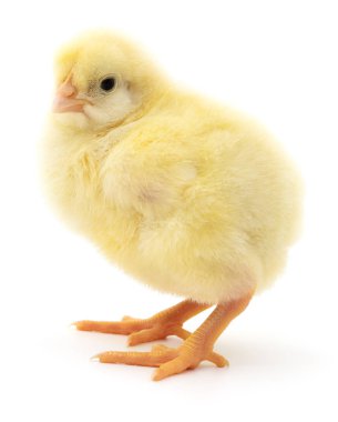 küçük sarı tavuk. 