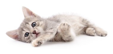 küçük gri kedicik.