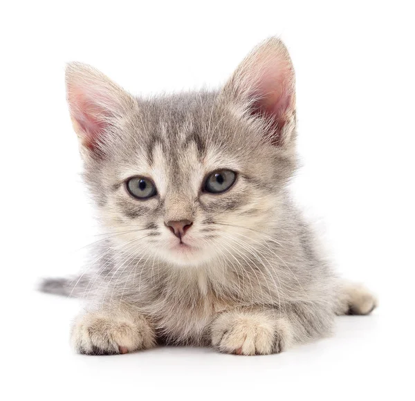 Pequeno gatinho cinzento . — Fotografia de Stock