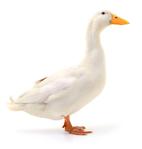 Duck on white. — Stok fotoğraf