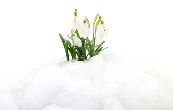 Snowdrop and snow. — Stock Photo, Image