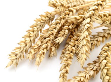 Buğday kulakları.