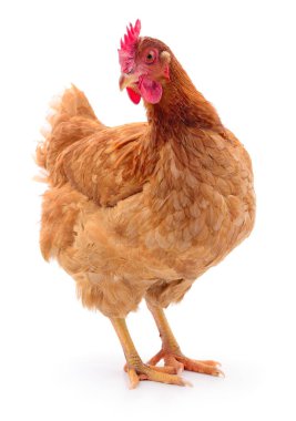 izole kahverengi tavuk.