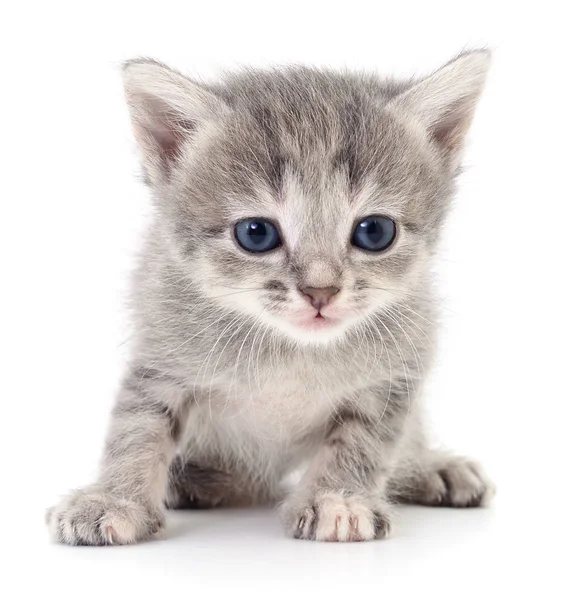 Pequeno gatinho cinzento . — Fotografia de Stock