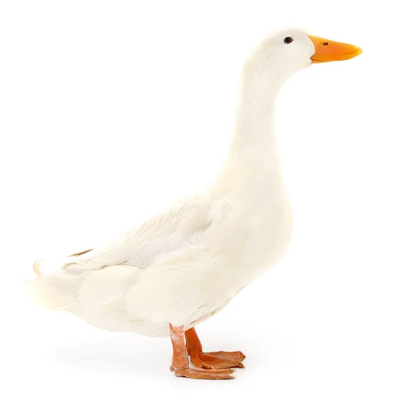 Duck on white. — Stok fotoğraf