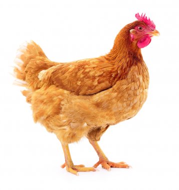 izole kahverengi tavuk.