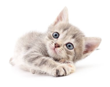 küçük gri kedicik.