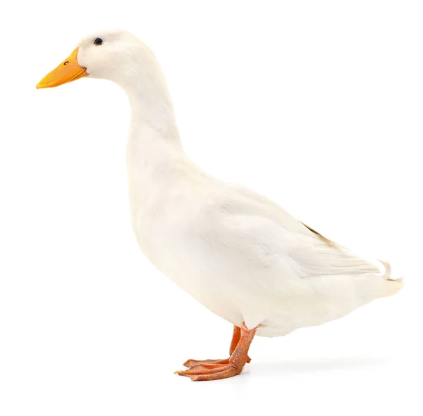 Duck on white. — Stockfoto