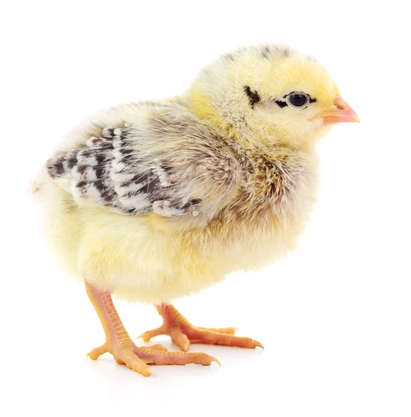 Petit poulet jaune . — Photo