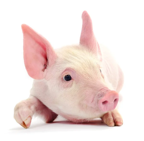 Pig on white. — Stock Photo, Image