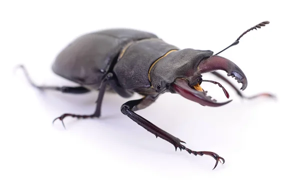 Black Stag Beetle. — Stock Photo, Image