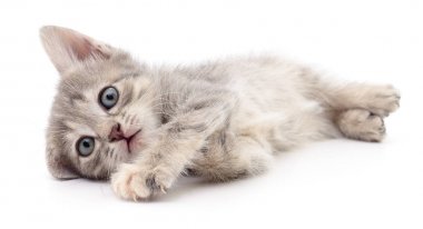 küçük gri kedicik.