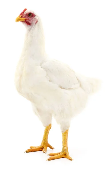 Белая курица . — стоковое фото
