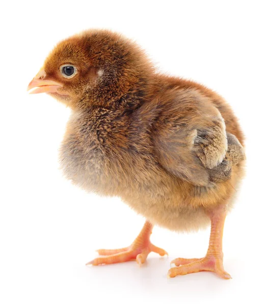 Small brown chicken — Stock Photo, Image