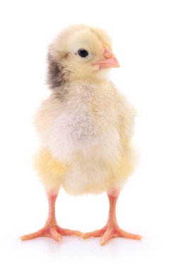 küçük sarı tavuk. 