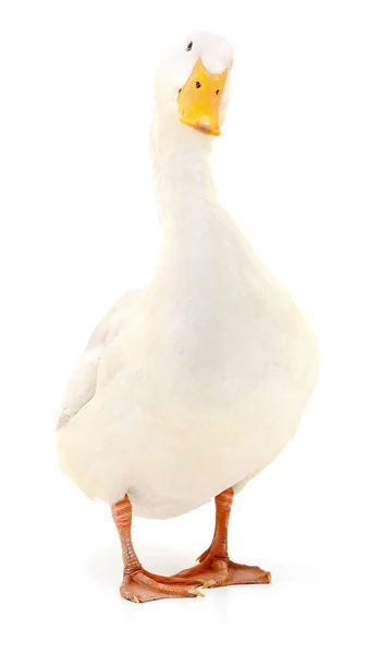 Pato em branco . — Fotografia de Stock